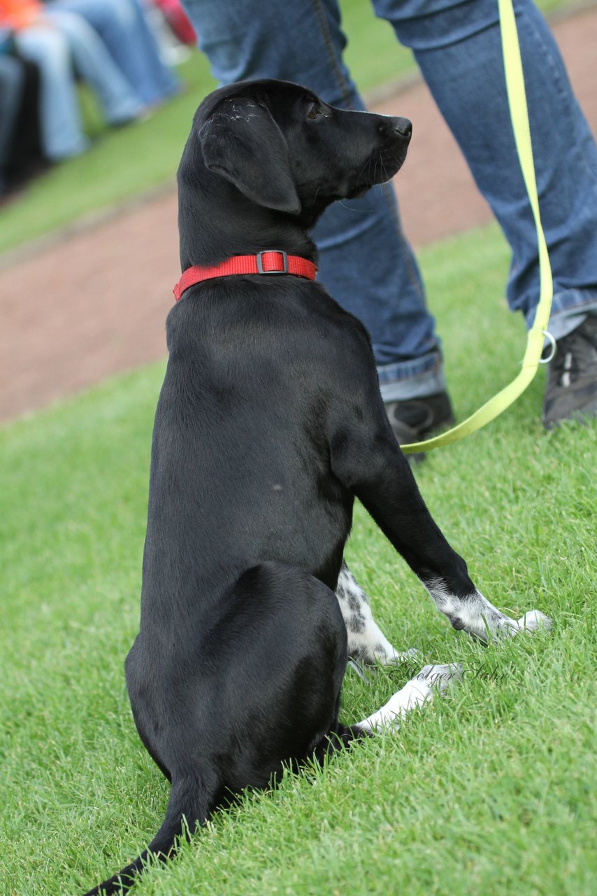 Bild 276 - Vogelschießen 2011